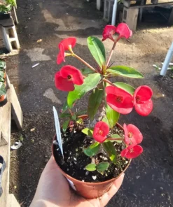 Euphorbia milii Floral Red | Pink Crown of Thorns | Euphorbia milii | 2in pot | 4in pot