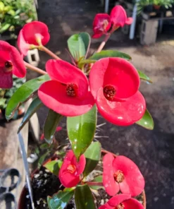 Euphorbia milii Floral Red | Pink Crown of Thorns | Euphorbia milii | 2in pot | 4in pot