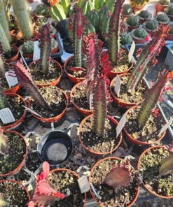 Euphorbia trigona rubra | Red Trigona | Green Lucky Plant | Green Trigona | Red Lucky Plant | 4in pot