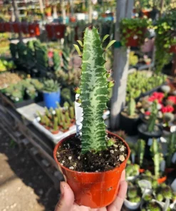 Euphorbia trigona rubra | Red Trigona | Green Lucky Plant | Green Trigona | Red Lucky Plant | 4in pot