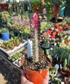 Euphorbia trigona rubra | Red Trigona | Green Lucky Plant | Green Trigona | Red Lucky Plant | 4in pot