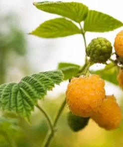 Fallgold Raspberry Plant - 4-6 Inch Live Yellow Raspberry Bush - Everbearing