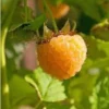 Fallgold Raspberry Plant - 4-6 Inch Live Yellow Raspberry Bush - Everbearing