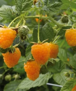 Fallgold Raspberry Plant - 4-6 Inch Live Yellow Raspberry Bush - Everbearing