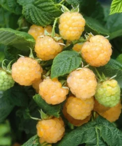 Fallgold Raspberry Plant - 4-6 Inch Live Yellow Raspberry Bush - Everbearing