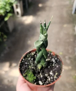 Fernwood Snake Plant | Braided Snake Plant | Air Purifying plant | 4in pot