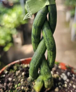 Fernwood Snake Plant | Braided Snake Plant | Air Purifying plant | 4in pot