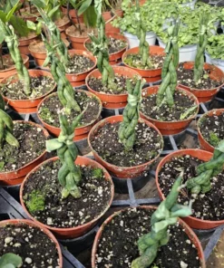 Fernwood Snake Plant | Braided Snake Plant | Air Purifying plant | 4in pot