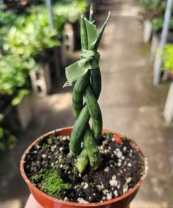 Fernwood Snake Plant | Braided Snake Plant | Air Purifying plant | 4in pot