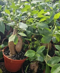 Ficus Ginseng | Ficus Microcarpa Ginseng 4in pot