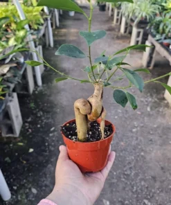 Ficus Ginseng | Ficus Microcarpa Ginseng 4in pot
