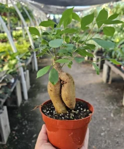 Ficus Ginseng | Ficus Microcarpa Ginseng 4in pot
