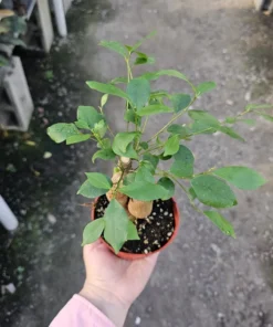 Ficus Ginseng | Ficus Microcarpa Ginseng 4in pot