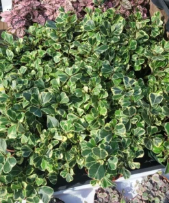 Ficus Triangularis Variegated | 4in pot | Cuttings