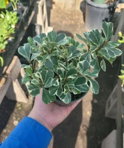 Ficus Triangularis Variegated | 4in pot | Cuttings