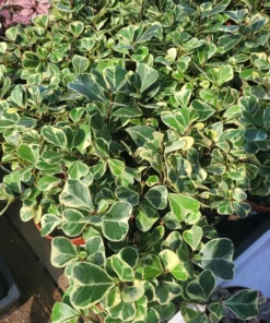 Ficus Triangularis Variegated | 4in pot | Cuttings