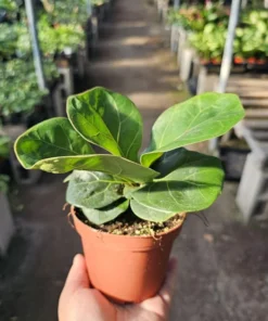 Ficus lyrata compacta | Little Fiddle | Ficus lyrata | Ficus Little Fiddle | 4in pot