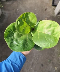 Ficus lyrata compacta | Little Fiddle | Ficus lyrata | Ficus Little Fiddle | 4in pot