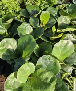 Ficus lyrata compacta | Little Fiddle | Ficus lyrata | Ficus Little Fiddle | 4in pot