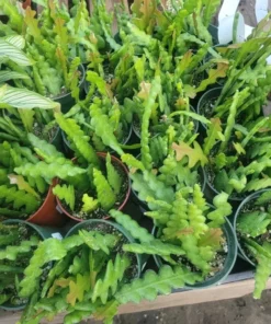 Fishbone Cactus Epiphyllum Anguliger 4 Inch Pot | Ric Rac Zig Zag Cactus for Indoor Gardens