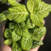 Fittonia Joly Lemon | Fittonia verschaffeltii Joly Lemon | 2in pot