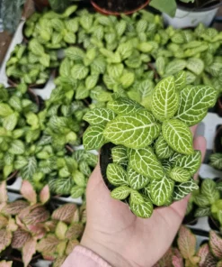 Fittonia Joly Lemon | Fittonia verschaffeltii Joly Lemon | 2in pot