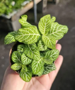 Fittonia Joly Lemon | Fittonia verschaffeltii Joly Lemon | 2in pot