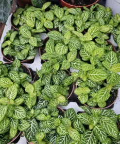 Fittonia Joly Lemon | Fittonia verschaffeltii Joly Lemon | 2in pot