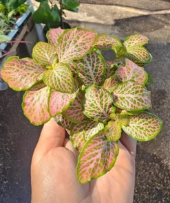 Fittonia verschaffeltii | Fittonia Ruby Lime | 2in pot