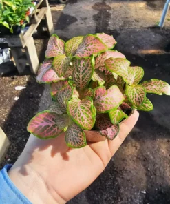 Fittonia verschaffeltii | Fittonia Ruby Lime | 2in pot