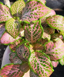Fittonia verschaffeltii | Fittonia Ruby Lime | 2in pot