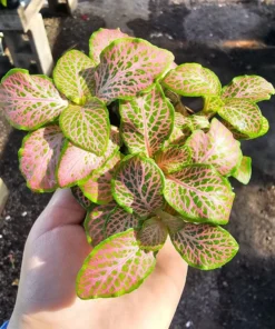 Fittonia verschaffeltii | Fittonia Ruby Lime | 2in pot