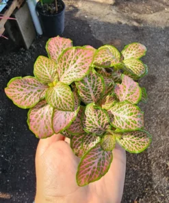 Fittonia verschaffeltii | Fittonia Ruby Lime | 2in pot