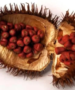 Fresh Achiote Seeds 1 Pound - Premium Natural Food Coloring and Seasoning