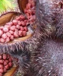 Fresh Achiote Seeds 1 Pound - Premium Natural Food Coloring and Seasoning