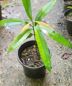 Garcinia brasiliensis Live Tree 2 Ft Tall - Bacupari Tree – Exotic Tropical Fruit Tree - Superior Lemon Drop Mangosteen Plant