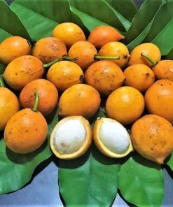 Garcinia brasiliensis Live Tree 2 Ft Tall - Bacupari Tree – Exotic Tropical Fruit Tree - Superior Lemon Drop Mangosteen Plant