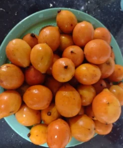 Garcinia brasiliensis Live Tree 2 Ft Tall - Bacupari Tree – Exotic Tropical Fruit Tree - Superior Lemon Drop Mangosteen Plant