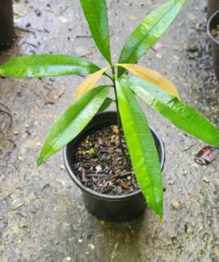 Garcinia brasiliensis Live Tree 2 Ft Tall - Bacupari Tree – Exotic Tropical Fruit Tree - Superior Lemon Drop Mangosteen Plant