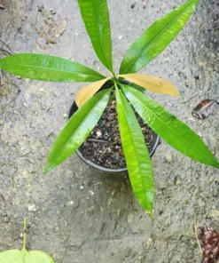 Garcinia brasiliensis Live Tree 2 Ft Tall - Bacupari Tree – Exotic Tropical Fruit Tree - Superior Lemon Drop Mangosteen Plant