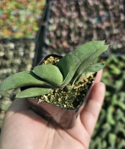 Gasteria glomerata | Ox Tongue plant | Kouga gasteria | Asphodelaceae | 2in pot
