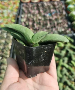 Gasteria glomerata | Ox Tongue plant | Kouga gasteria | Asphodelaceae | 2in pot