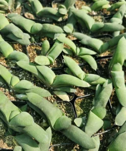Gasteria glomerata | Ox Tongue plant | Kouga gasteria | Asphodelaceae | 2in pot