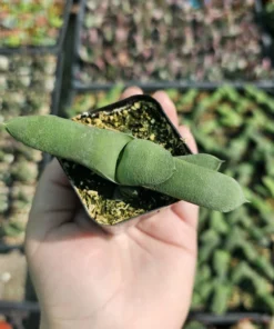 Gasteria glomerata | Ox Tongue plant | Kouga gasteria | Asphodelaceae | 2in pot