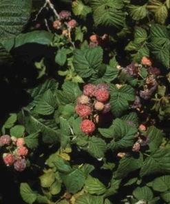 Glencoe Raspberry Bush - Purple Raspberry Plant Live - 4-6 Inch Starter - Spine-Free