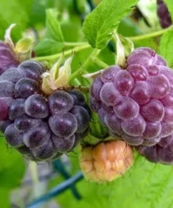 Glencoe Raspberry Bush - Purple Raspberry Plant Live - 4-6 Inch Starter - Spine-Free