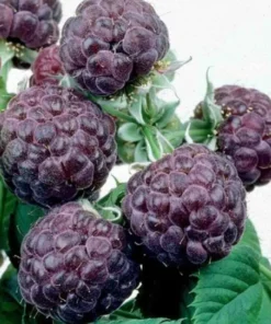Glencoe Raspberry Bush - Purple Raspberry Plant Live - 4-6 Inch Starter - Spine-Free