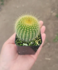 Golden Ball Cactus | Parodia leninghausii | Yellow Tower cactus | Golden Ball | Lemon Ball | 2in pot