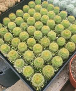 Golden Ball Cactus | Parodia leninghausii | Yellow Tower cactus | Golden Ball | Lemon Ball | 2in pot