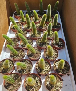 Golden Rattail Cactus | Cleistocactus winteri | 2in pot